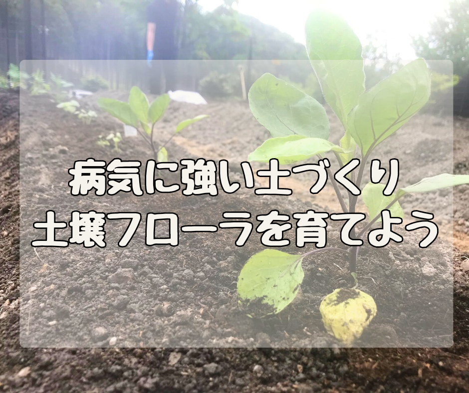 病気に強い土づくり 「土壌フローラ」を育てよう！