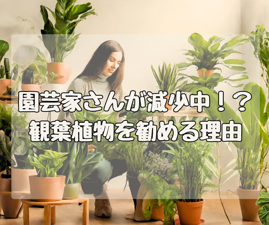 おうち園芸家さんが減少中？ インドアグリーンをオススメする理由