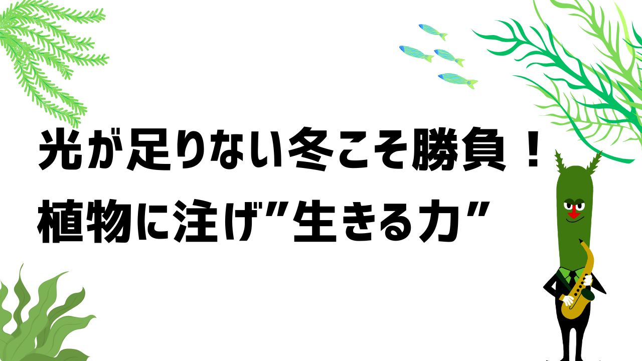 光が足りない冬こそ勝負！植物に注げ“生きる力”