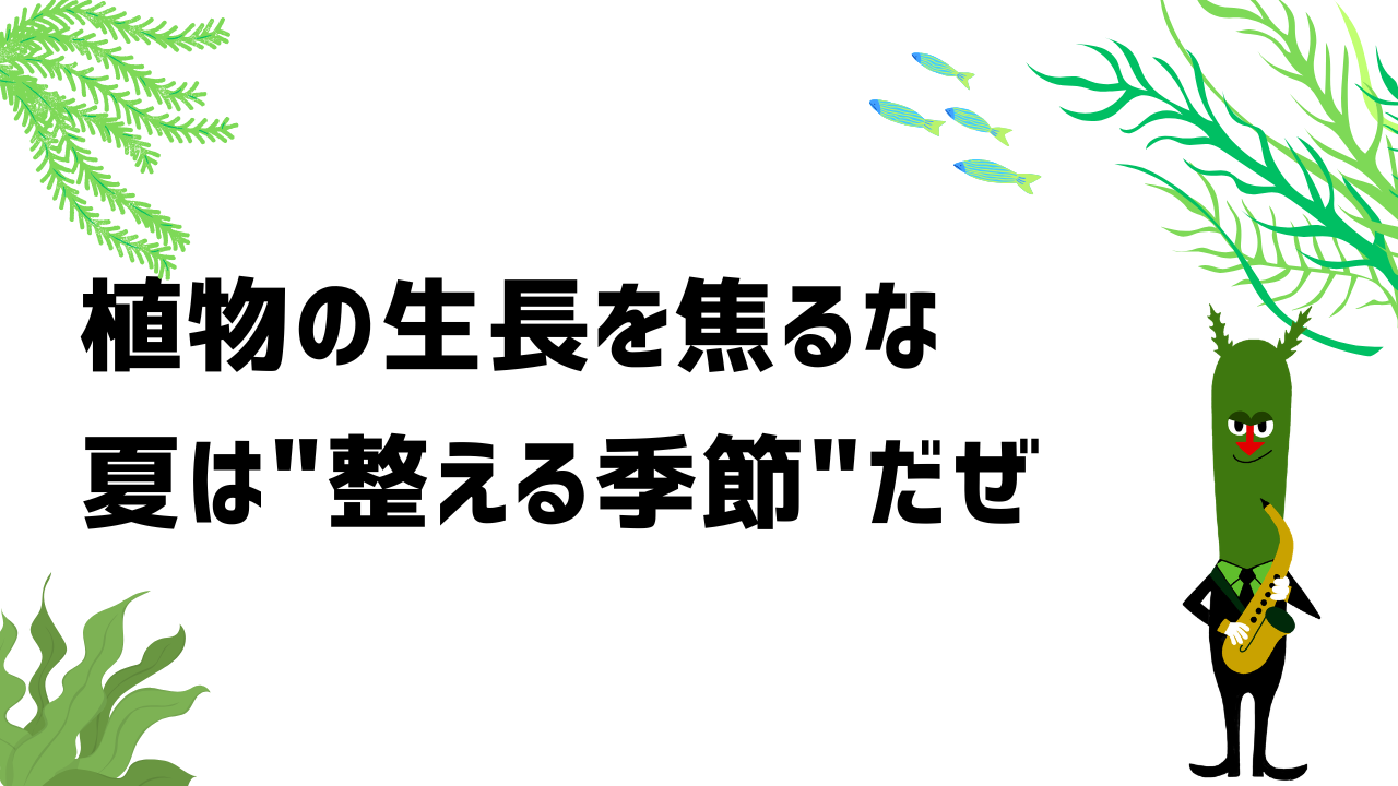 植物の成長を焦るな。夏は“整える季節”だぜ