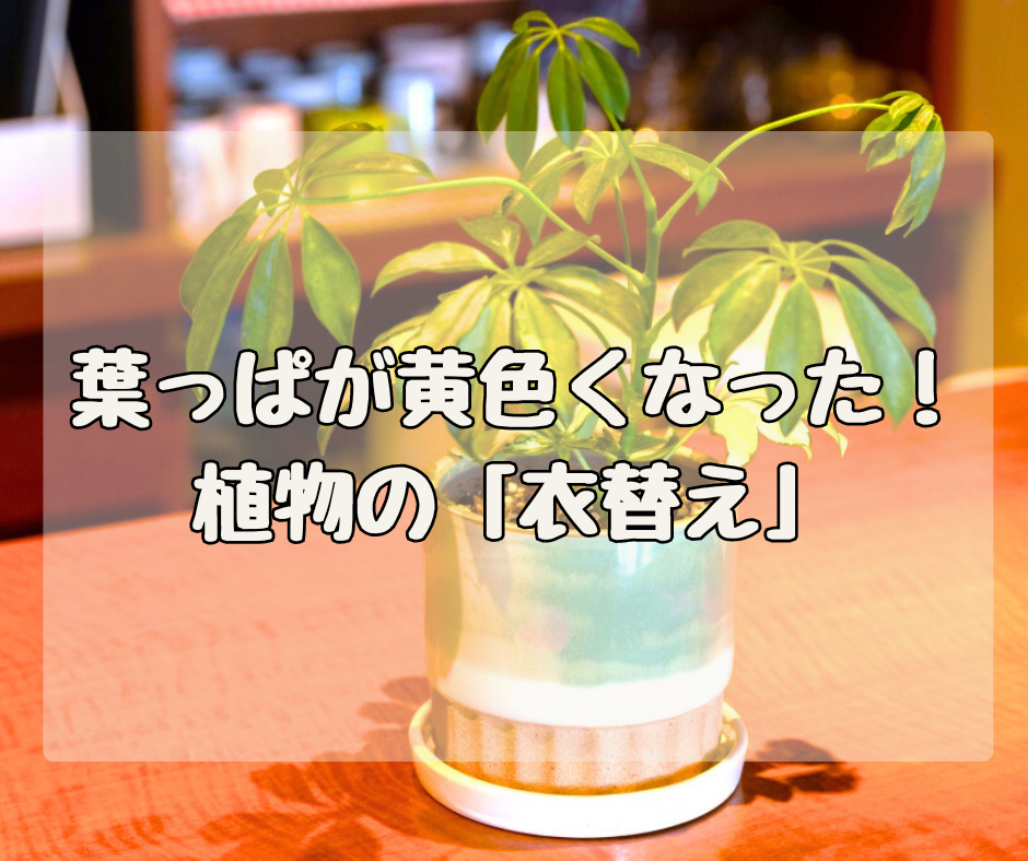葉っぱが急に黄色くなった！ 植物の「衣替え」を知っておこう