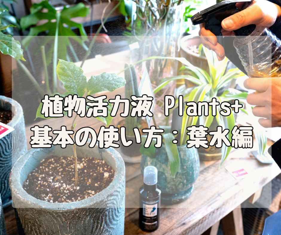 ボタニカルな植物活力液「Plants+」 基本の使い方【葉水編】