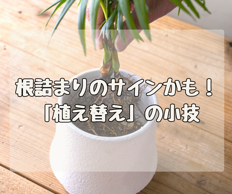 それ、根詰まりのサインかも！？ 上手な「植え替え」のテクニック