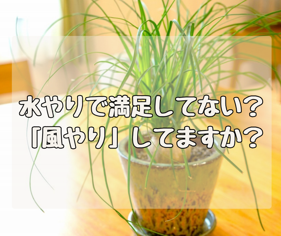 水やりだけで満足してない？ ちゃんと“風やり”してますか？