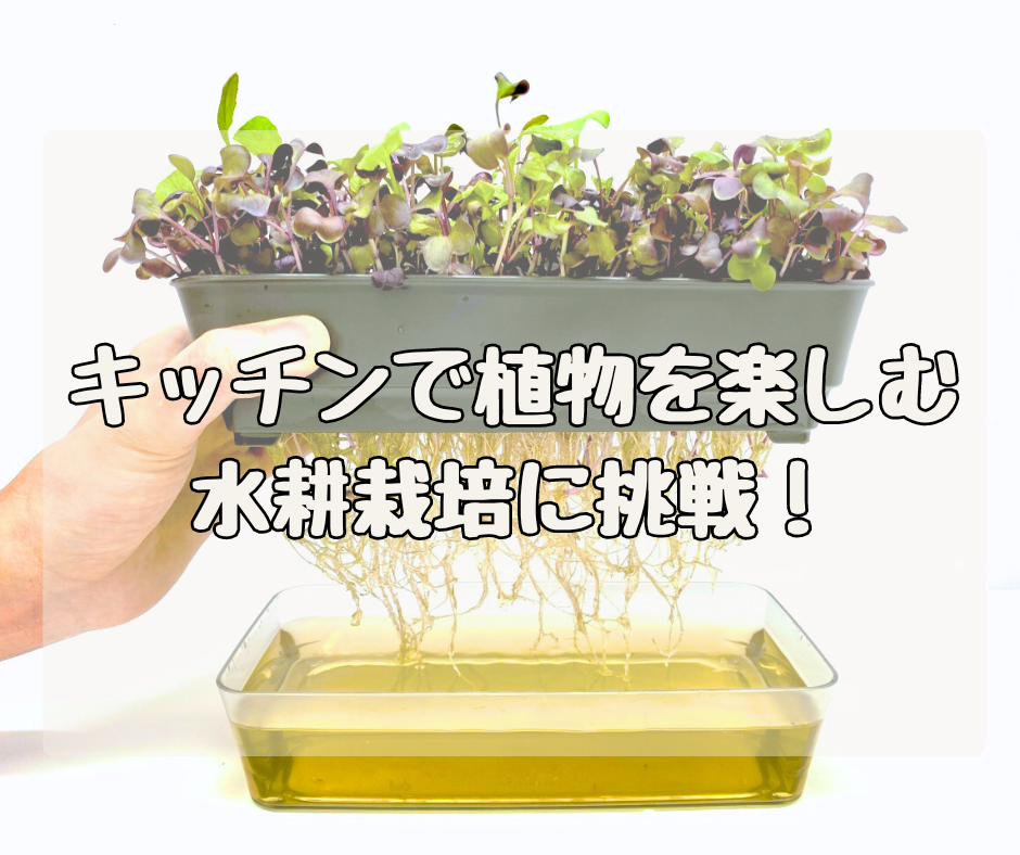 キッチンで植物を楽しもう！ 「Plants+」で水耕栽培に挑戦！
