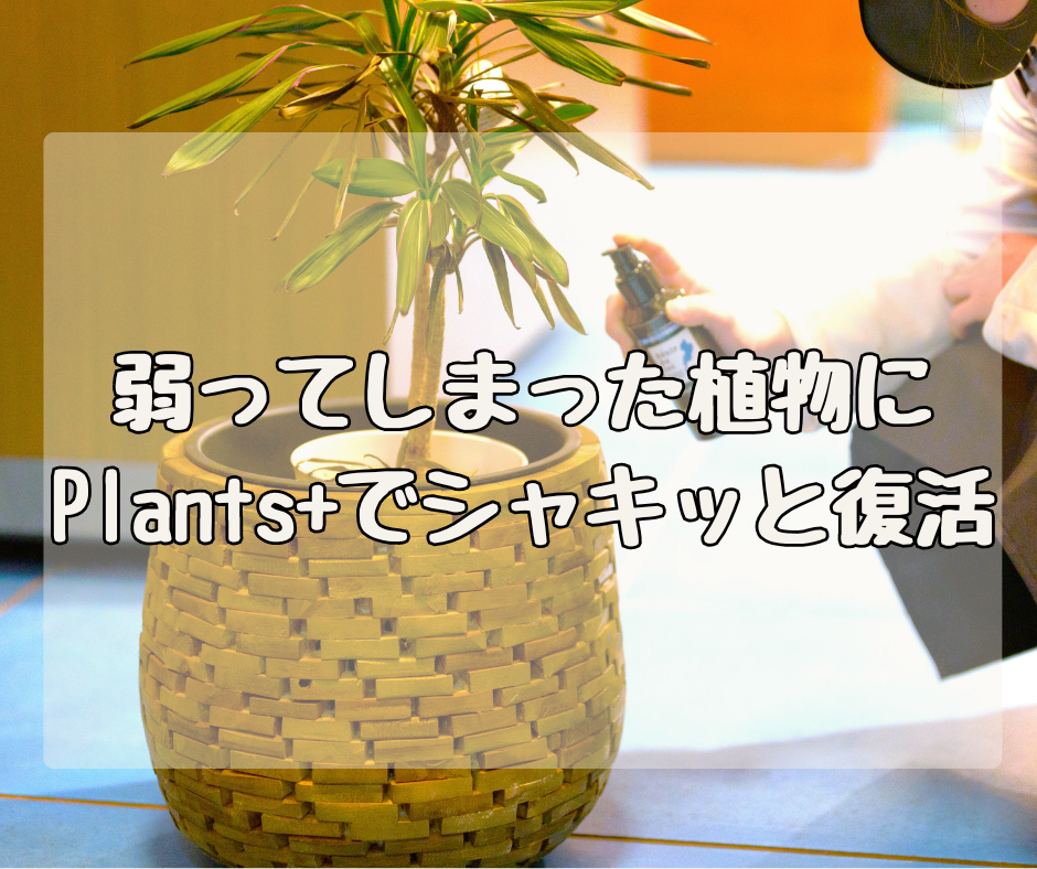 弱ってしまった植物に… 「Plants+」でシャキっと復活！