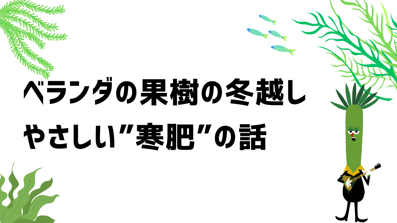 ベランダの果樹の冬越し、やさしい”寒肥”の話