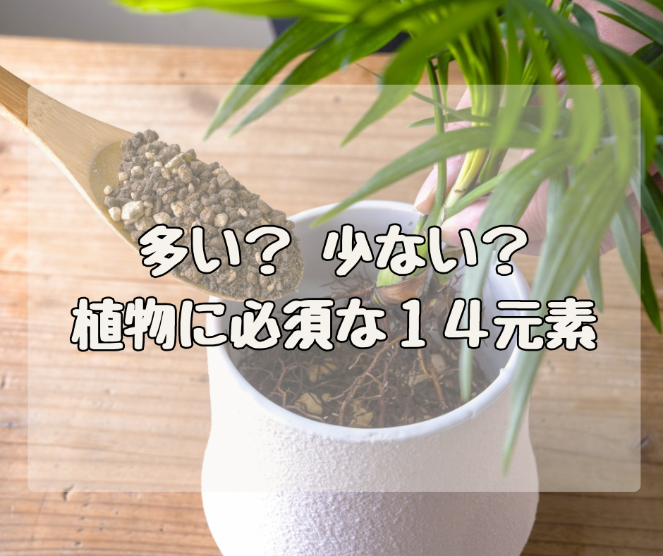 多いと思う？少ないと思う？ 植物が必須とする14元素のお話
