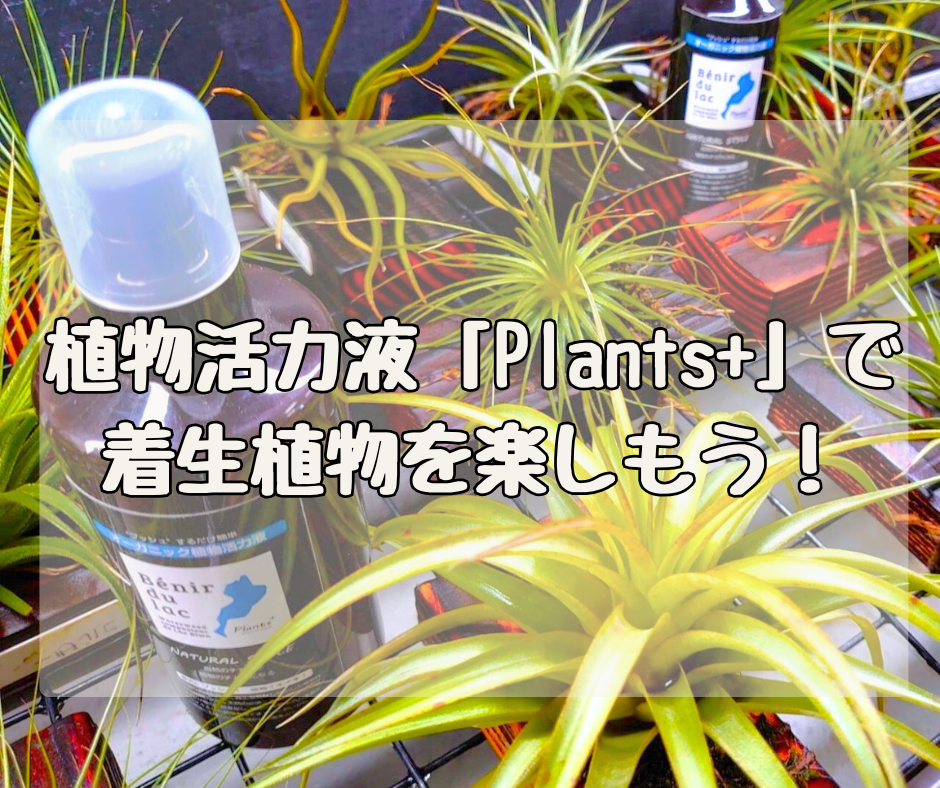 植物活力液「Plants+」で 今こそ着生植物の世界を楽しもう！