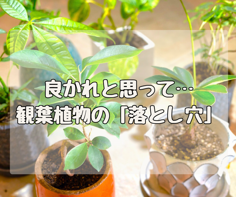 良かれと思ってやったのに… 観葉植物の意外な「落とし穴」