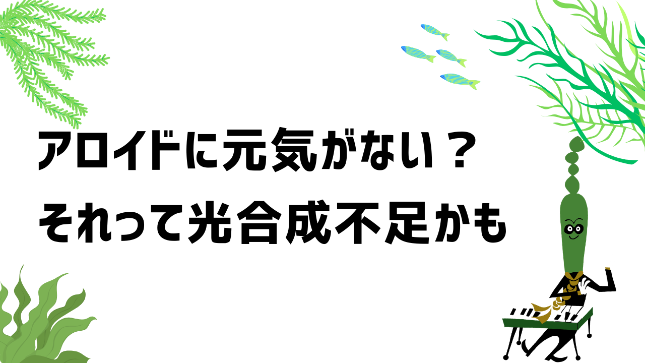 アロイドが元気に育たない?それ、光合成不足かもよ?