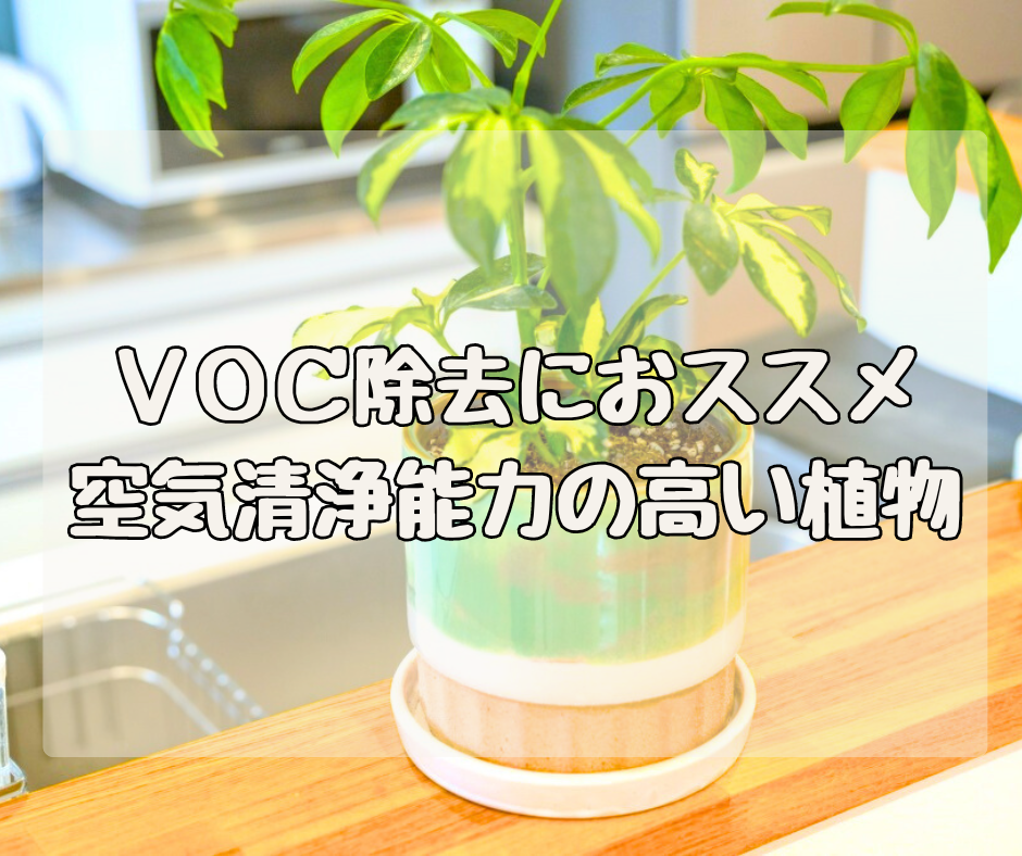 ＶＯＣ除去にオススメ！ 空気清浄機能で選ぶ観葉植物３選！