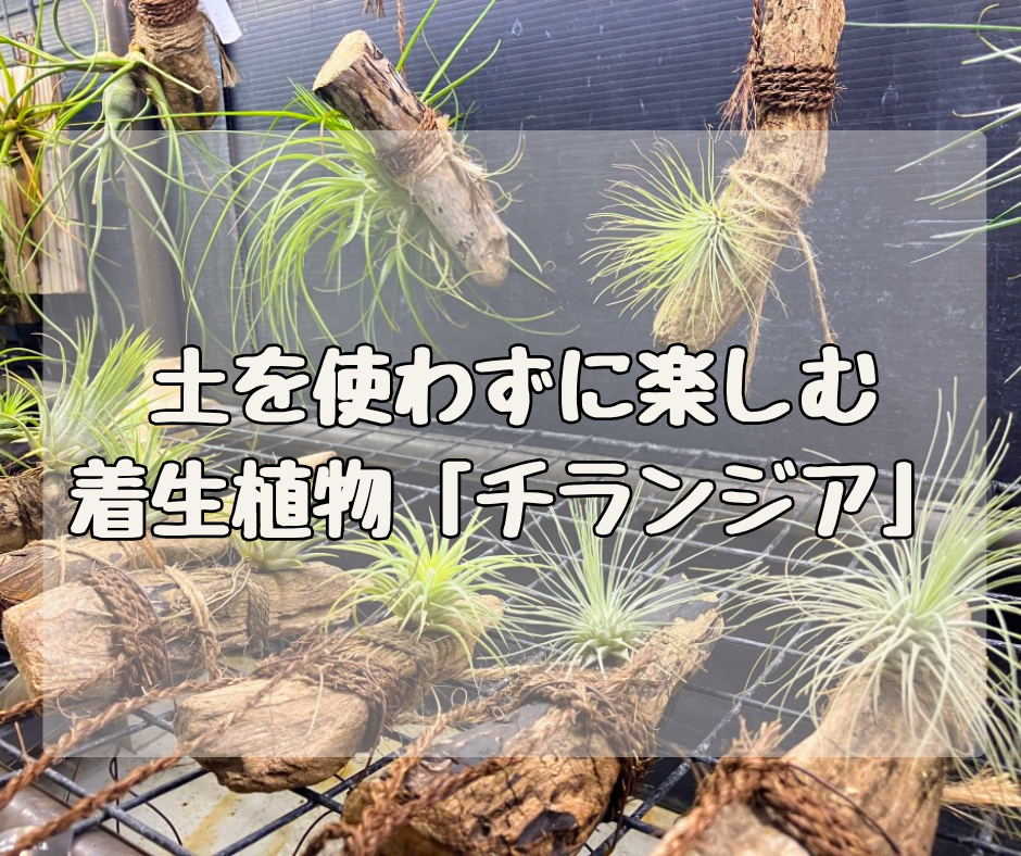 土を使わず室内で楽しむ 着生植物「チランジア」の魅力