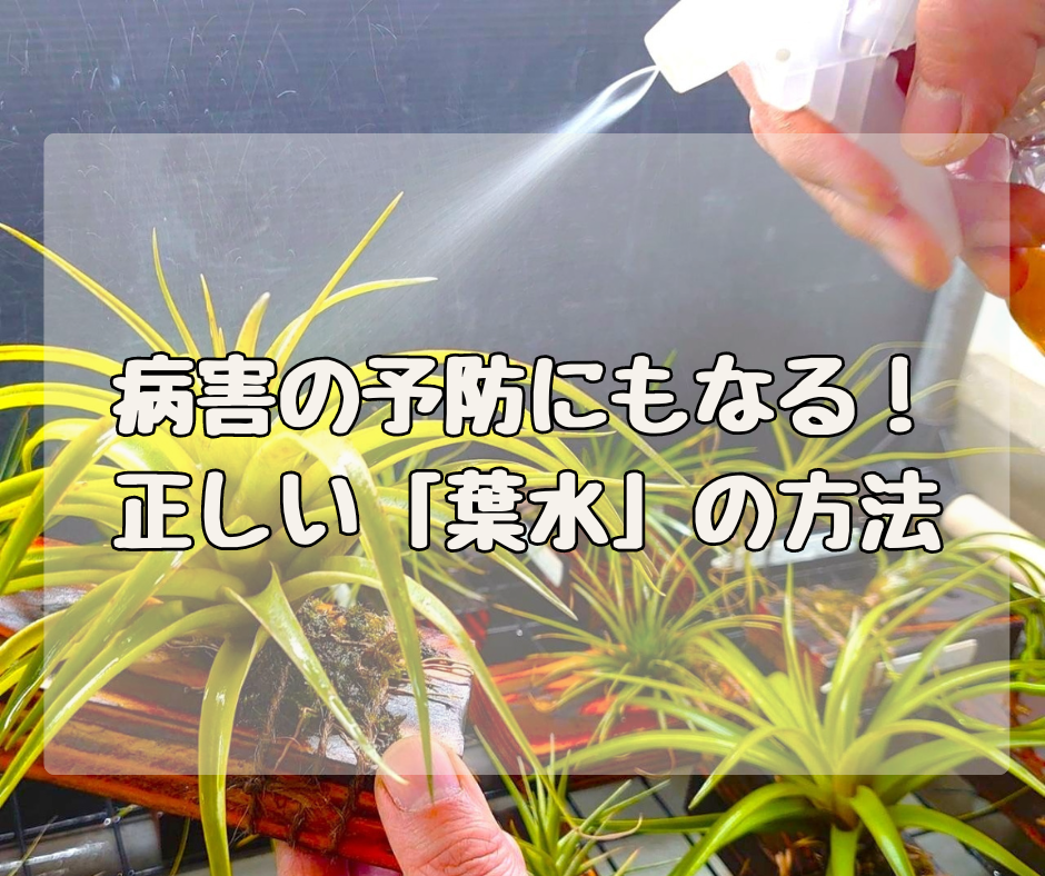 病害の予防にもなる！ 正しい「葉水」やってますか？