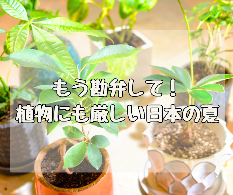 もう勘弁して ＞＜； 植物にも厳しい日本の夏