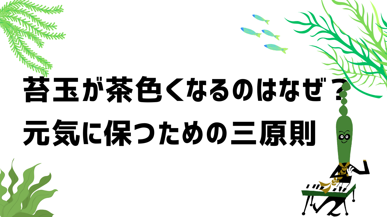 苔玉が茶色くなるのはなぜ?元気に保つための“3原則”