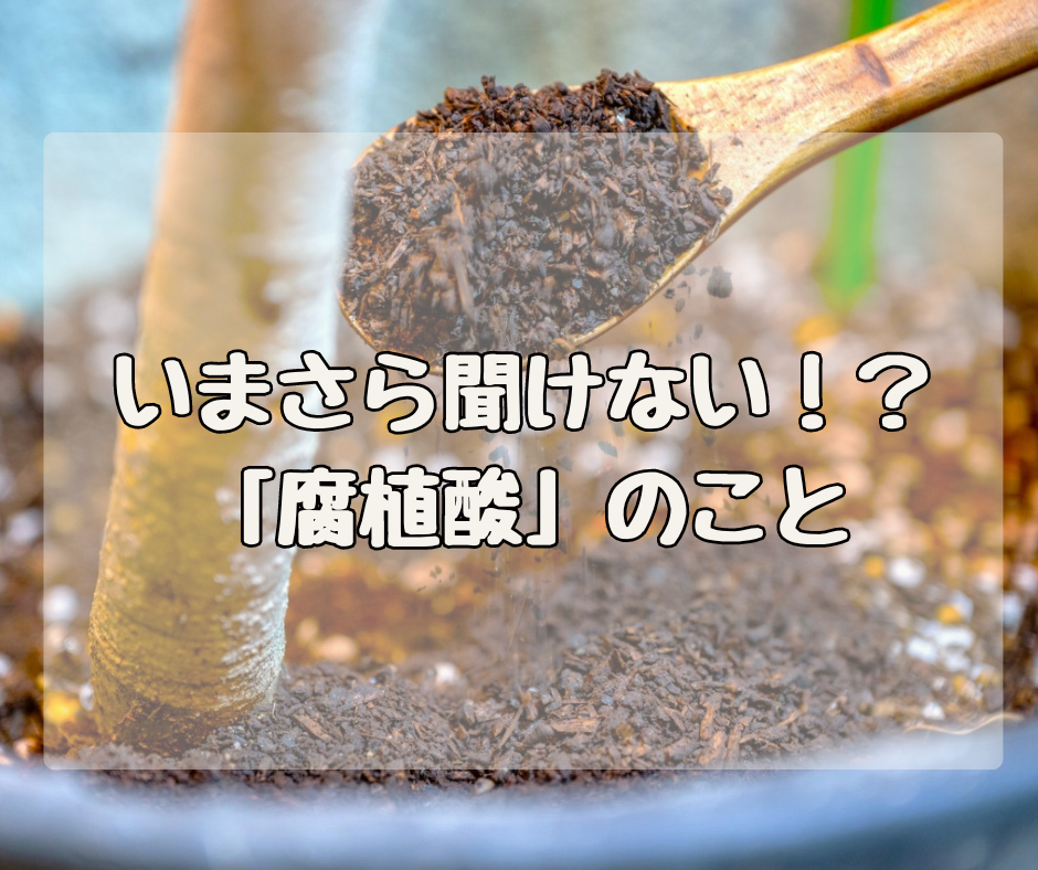 いまさら聞けない！？ 「腐植酸」って一体なんだろう？
