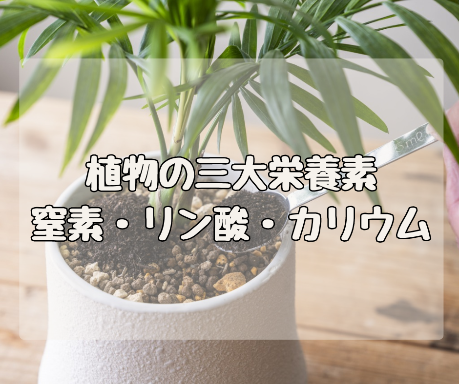 植物の三大栄養素！ 窒素・リン酸・カリウムってなんだ？