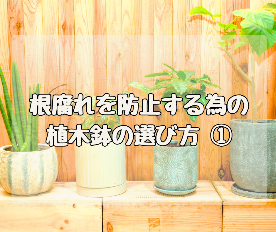 根腐れを予防するための “植木鉢”の選び方～大きさ編～