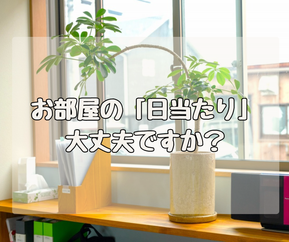 観葉植物を買う前にチェックしておきたい　お部屋の「日当たり」本当に大丈夫？