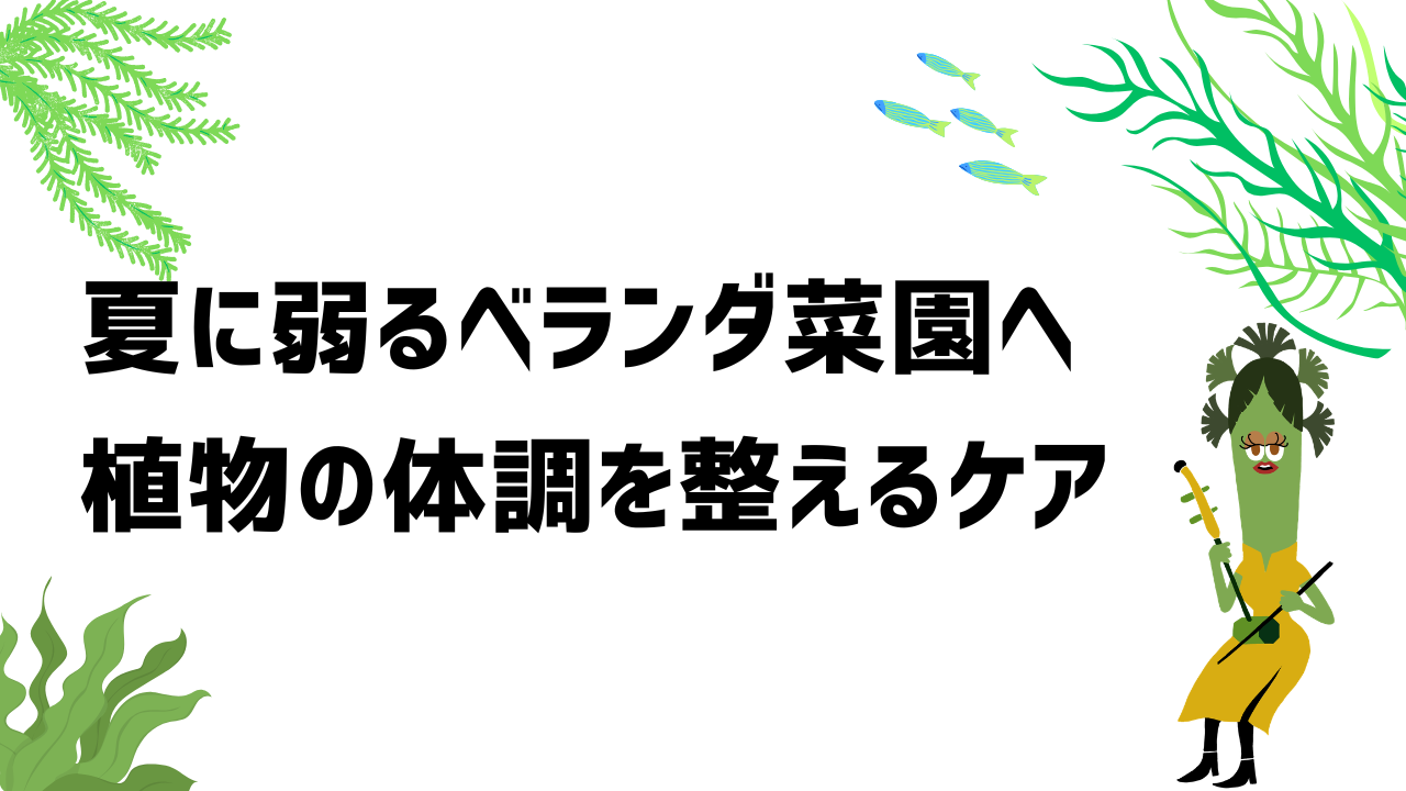 夏に弱るベランダ野菜へ ― 植物の“体調”を整えるケア