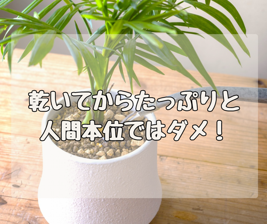 「乾いてからたっぷりと」の理由 人間本位の水やりサイクルは厳禁です！