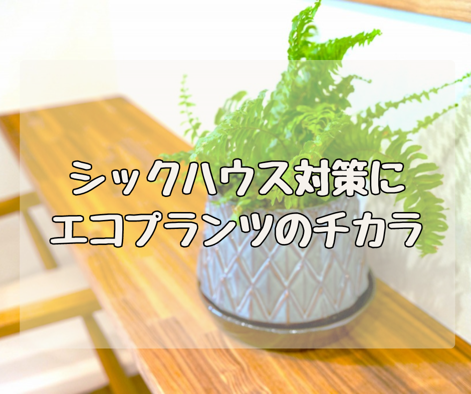 シックハウス症候群対策に エコプランツのチカラを！