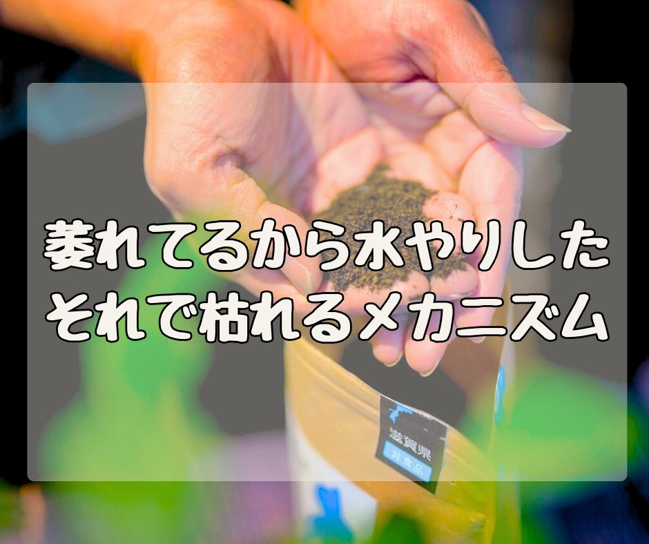 萎れてるから水やりしたのに… それで枯れちゃうメカニズム