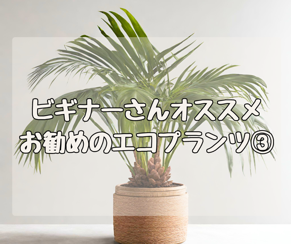 ビギナーさんにオススメ！ NASAが認めたエコプランツ その③