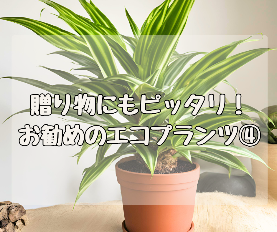 贈り物にもピッタリ！ NASAが認めたエコプランツ その④