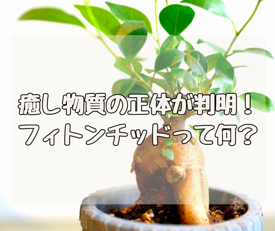 癒し物質の正体が判明！ フィトンチッドってなんだ！？