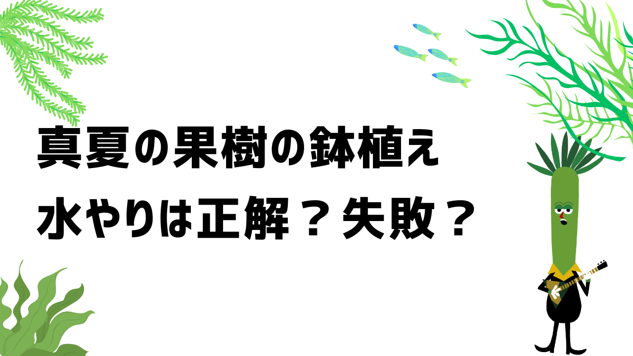 真夏の果樹の鉢植え、水やりは正解?失敗?