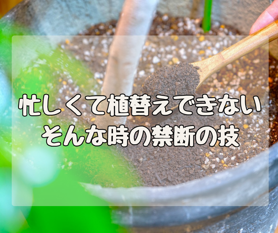忙しくて植替えしてられない！ そんなときの「禁断の技」？