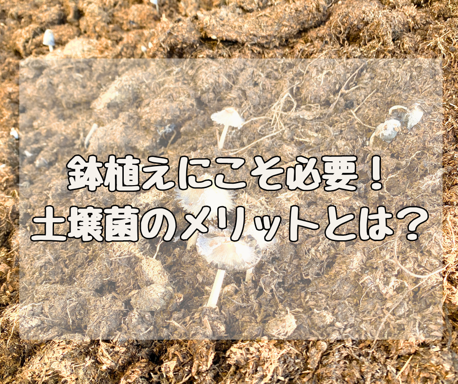 鉢植えの土にこそ必要！ 土壌菌が多いことのメリットとは？