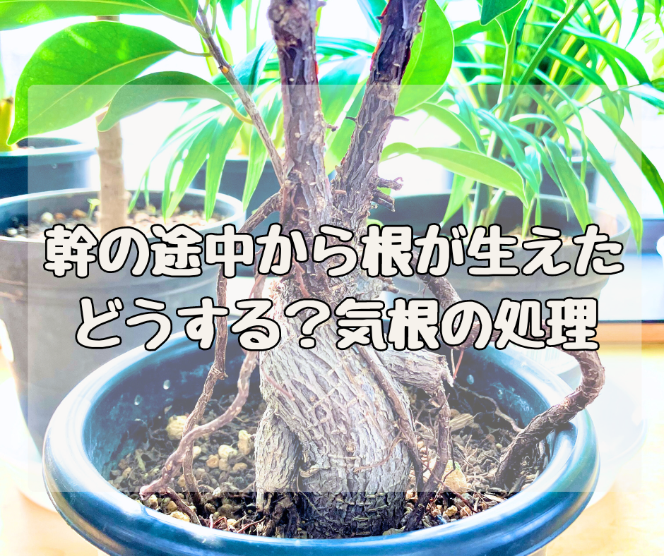 幹の途中から根が出た！？ どうすりゃいいの？「気根」の処理