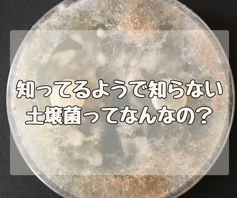 知ってるようで知らない　土壌菌って一体なんなんだ？