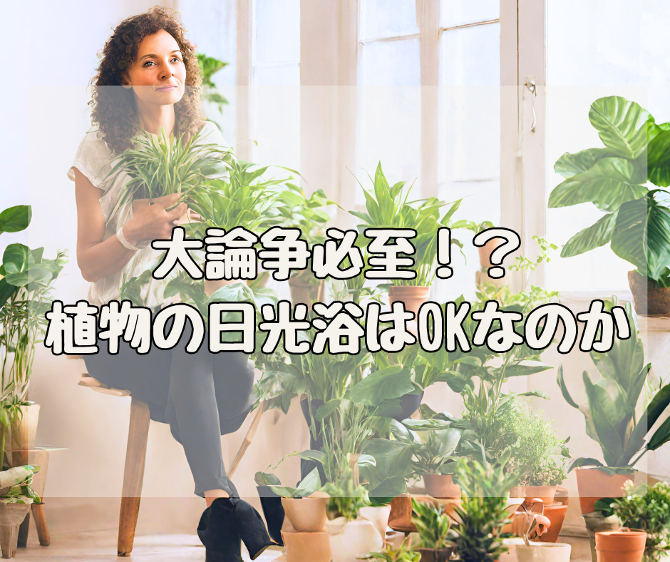大論争必至！？ 植物の「日光浴」はＯＫなのか？