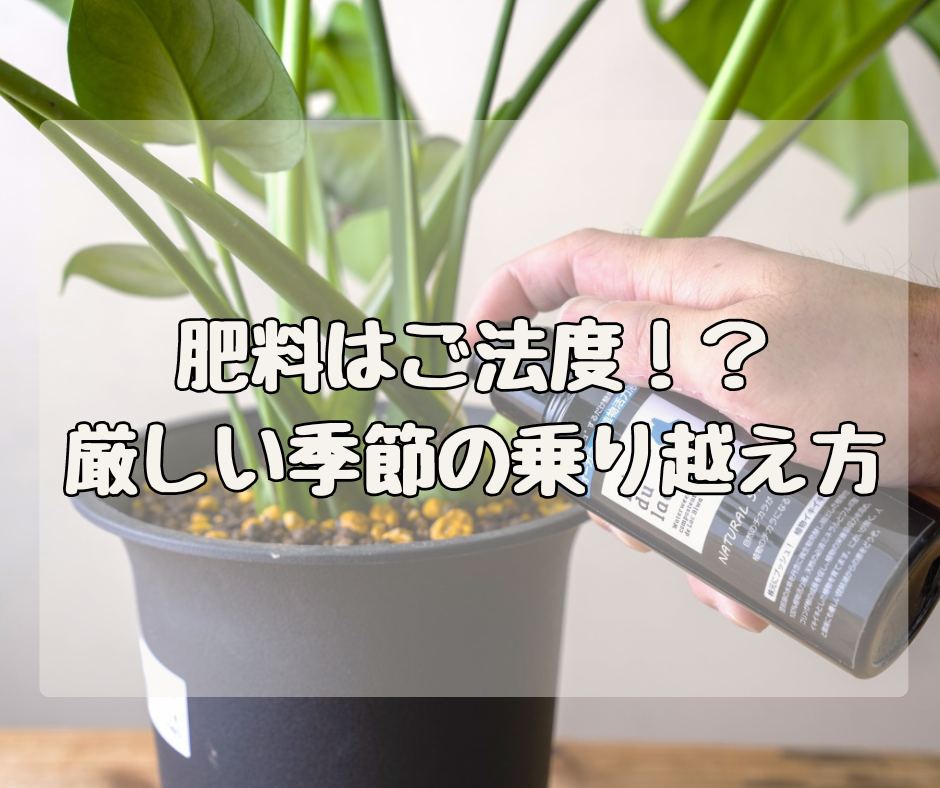 元気がない植物に肥料はご法度！ 厳しい季節をどう乗り切る！？