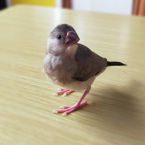 可愛い顔して…