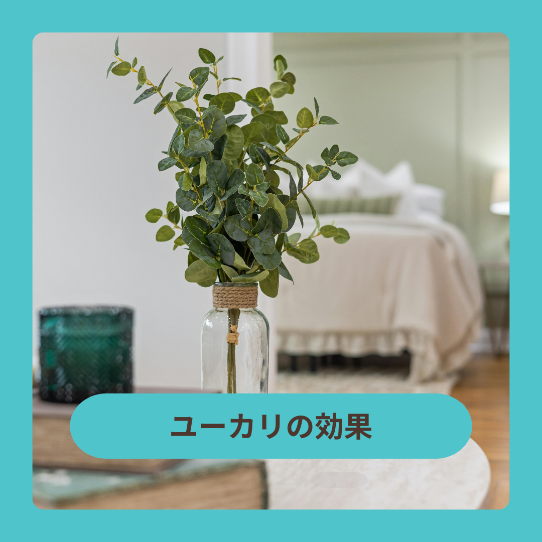 ユーカリ効果