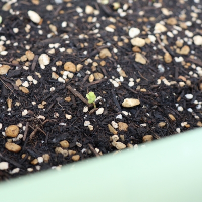 初めてのプランター栽培②(芽生え編)