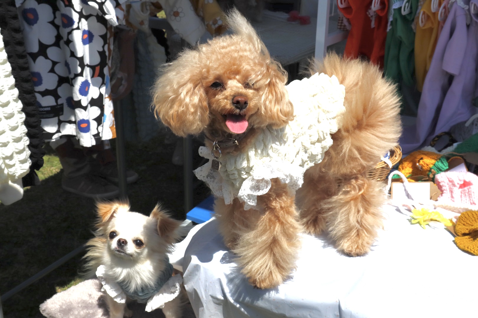 4月9日(日) DOG MARCHE INAGEに出店しました♪