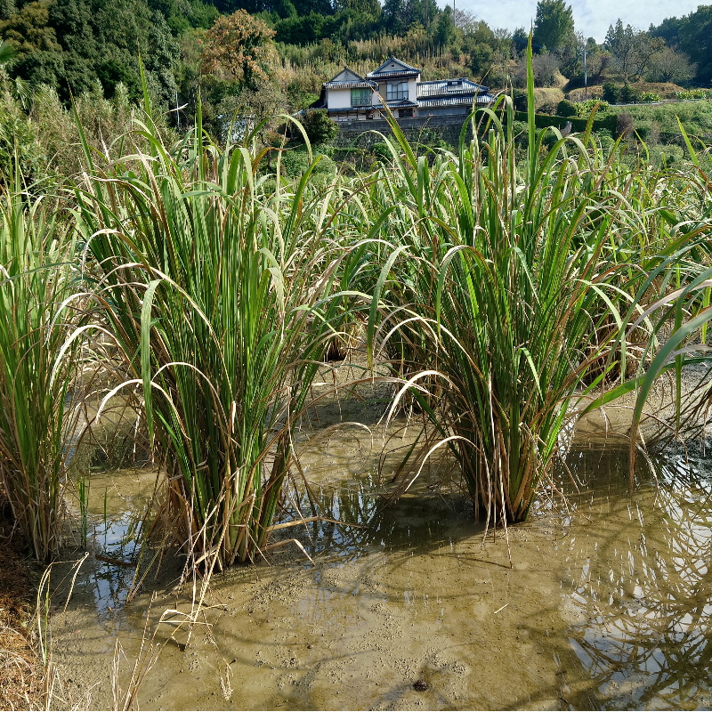 あっという間に・・・。
