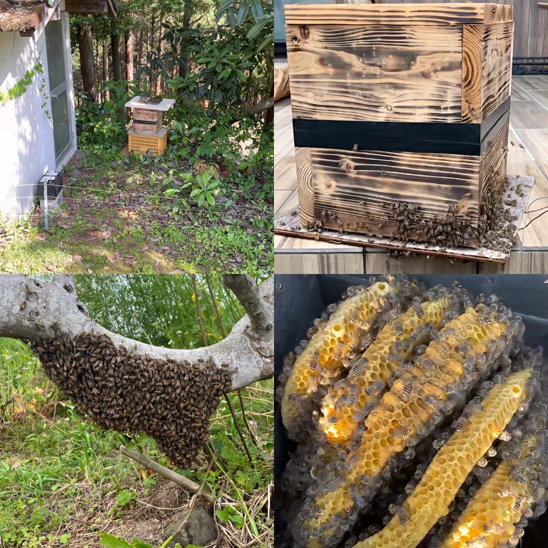 生産者からのお便り | ニホンミツバチの飼育・養蜂