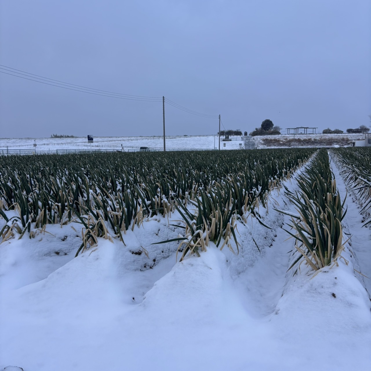 【雪が降りました⛄️】