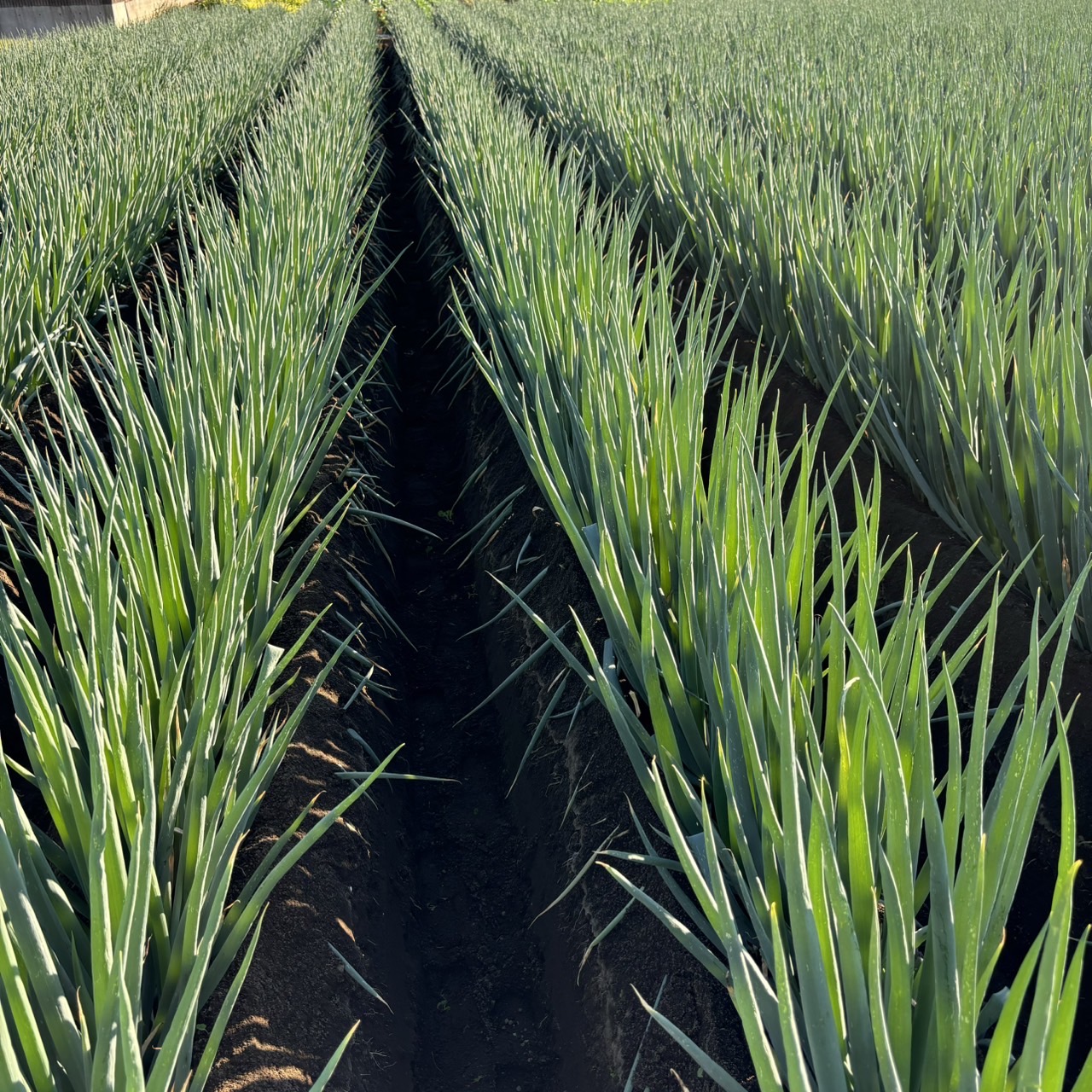 【矢切ねぎ収穫についてのお知らせ】