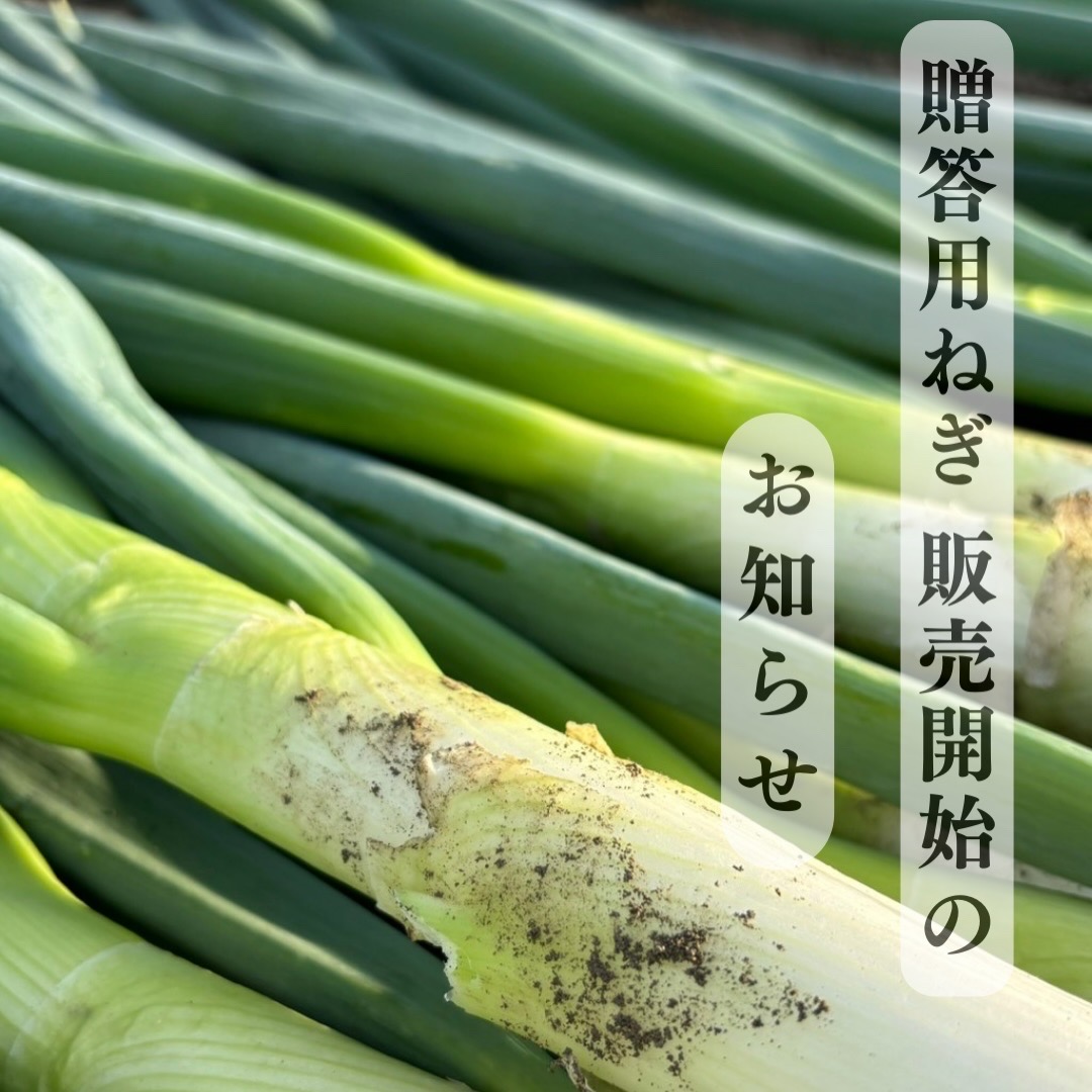 【贈答用ねぎ販売開始のお知らせ】