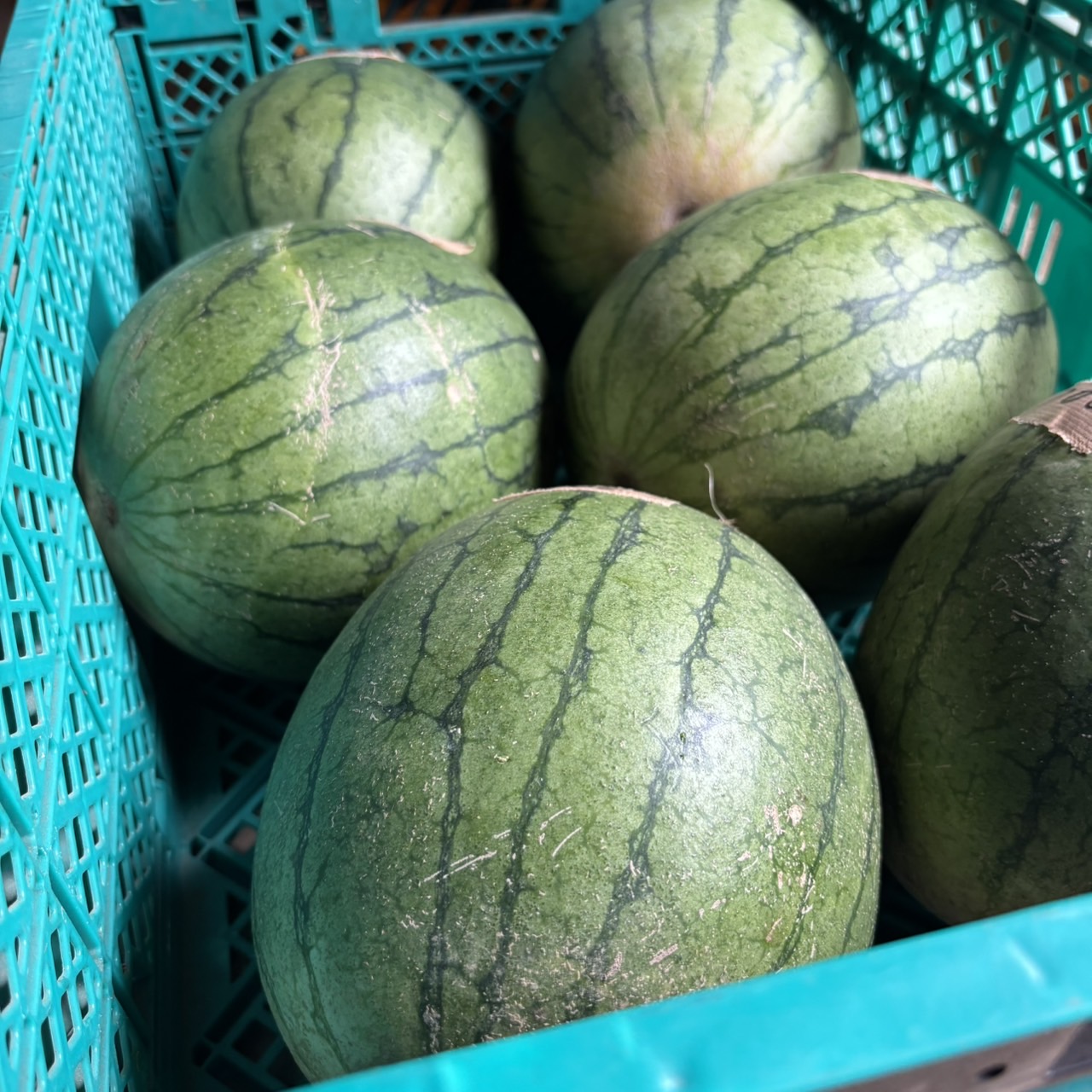 【今年のすいか販売スタートしました】