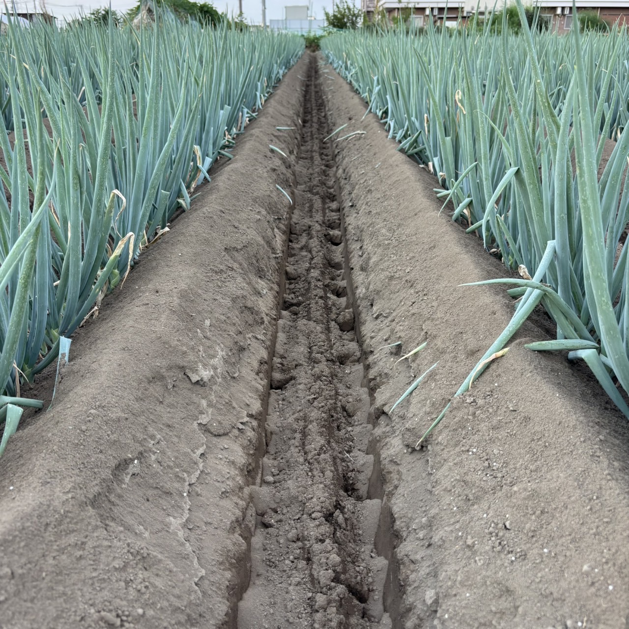【矢切ネギ畑 進捗状況】