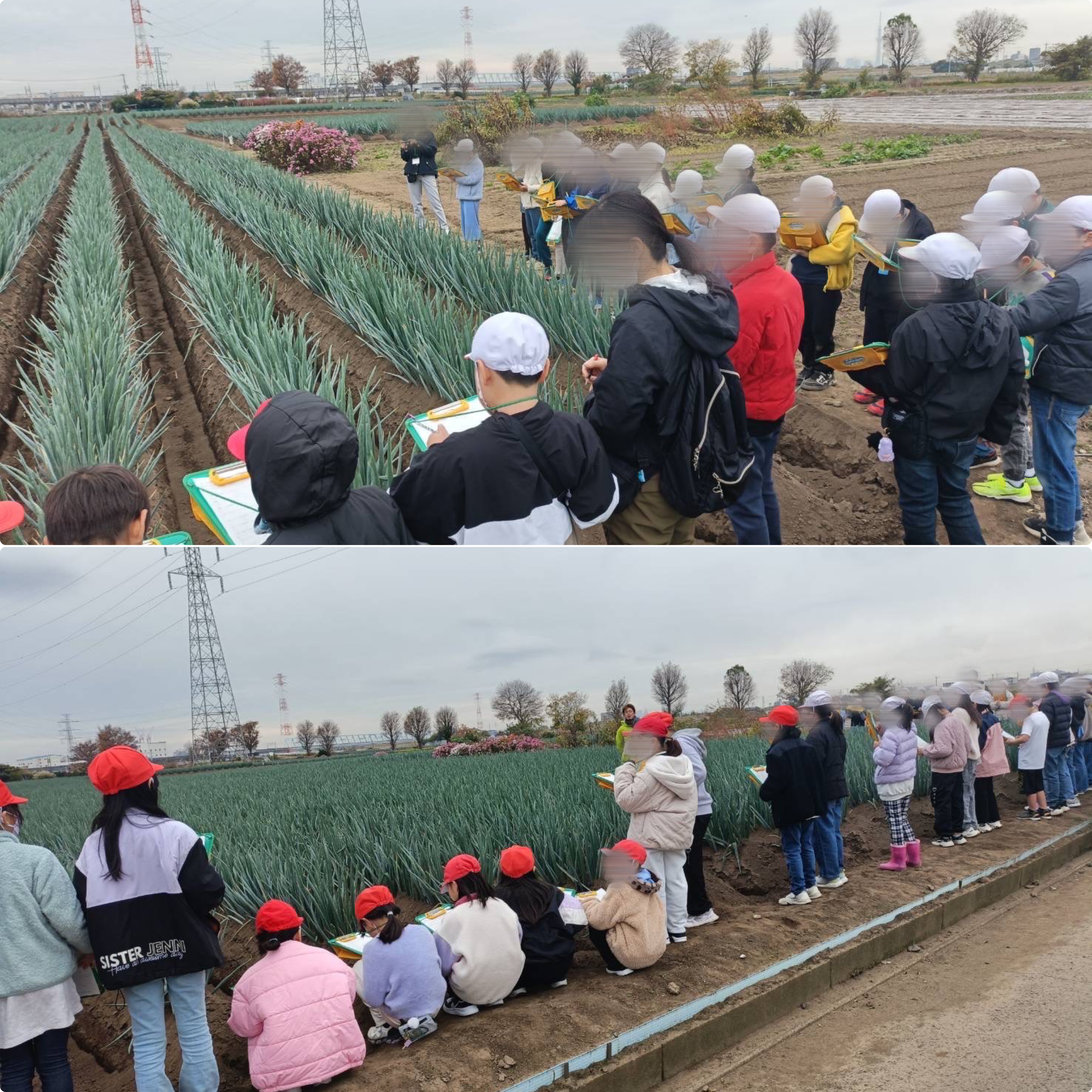 【矢切ねぎ勉強会】